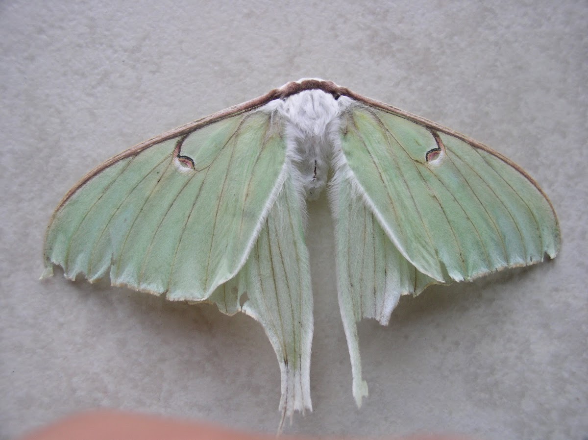 Luna Moth (Male)