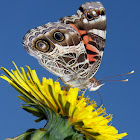 American Painted Lady