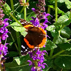 Red  Admiral