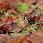 Gold Crowned Kinglet