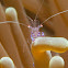 Sarasvati Anemone Shrimp