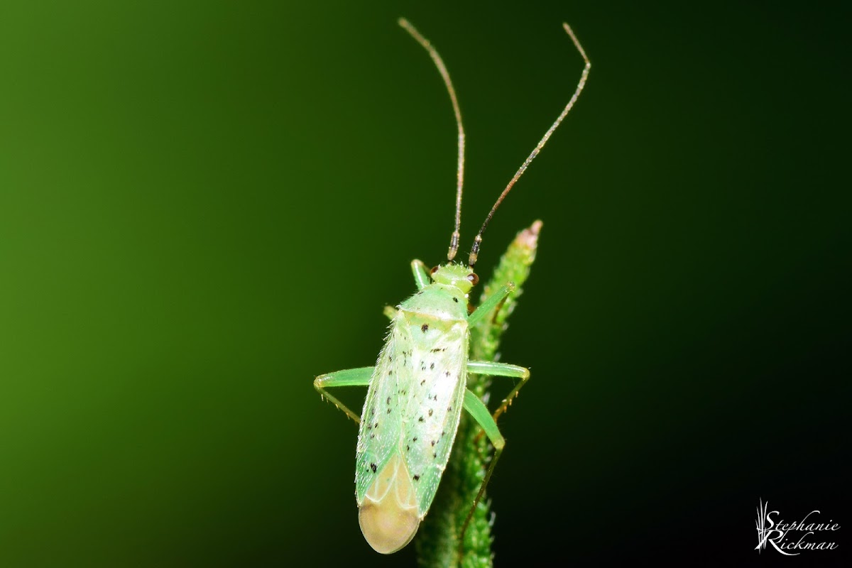Spotted Green Plant Bug