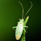 Spotted Green Plant Bug
