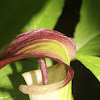Jack in the Pulpit