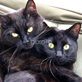 True Love by Vlad Popescu - Animals - Cats Portraits