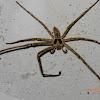 Brown huntsman spider