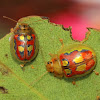 Two leaf beetles