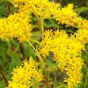 Early Goldenrod 