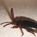 Bombadier Ants' Guest Beetle