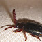 Bombadier Ants' Guest Beetle