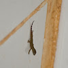 Bridled Forest Gecko