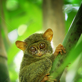 Tarsius by Ruri Irawan - Animals Other Mammals