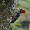 Linieted Woodpecker