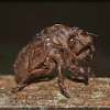Hemiptero (cicada exuvia)