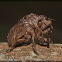 Hemiptero (cicada exuvia)