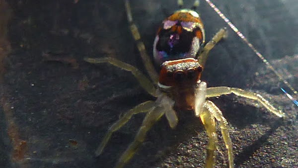 Jumping spider | Project Noah