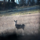 Roe Deer