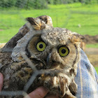 Great Horned Owl (juvenile)