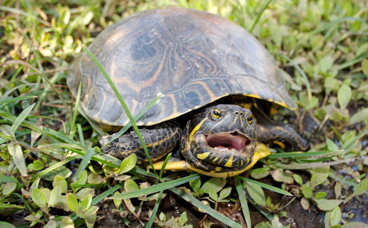 Conservation groups on Cozumel work to protect young turtles on the island.