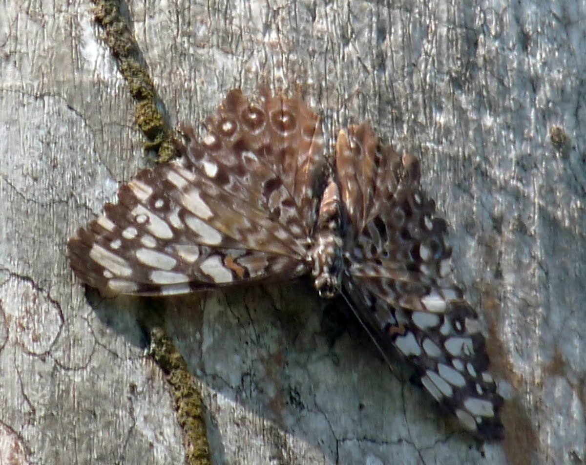 Cracker Butterfly - Mariposa Tronadora
