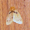 Unknown Moth