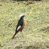 Güldenstädt's Redstart