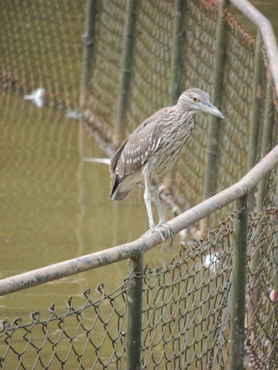 Black-Crowned Night-Heron [Young]