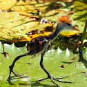 Comb-crested Jacana ( Chick )