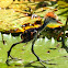 Comb-crested Jacana ( Chick )