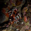 Twinspot lionfish