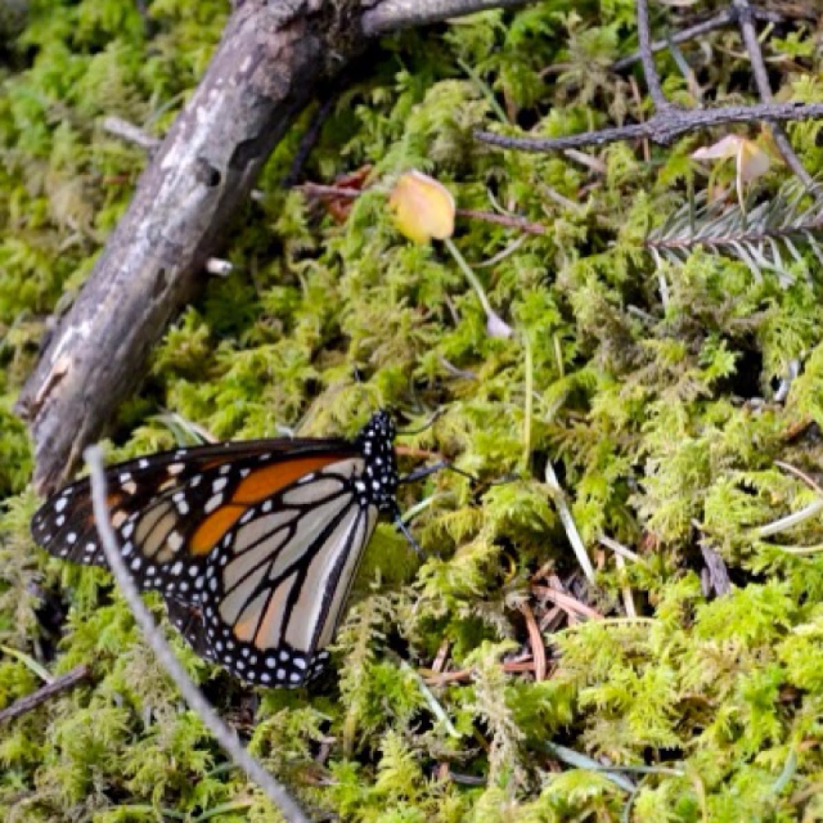 Monarch butterfly