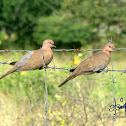 Laughing Dove / Little Brown Dove