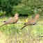 Laughing Dove / Little Brown Dove