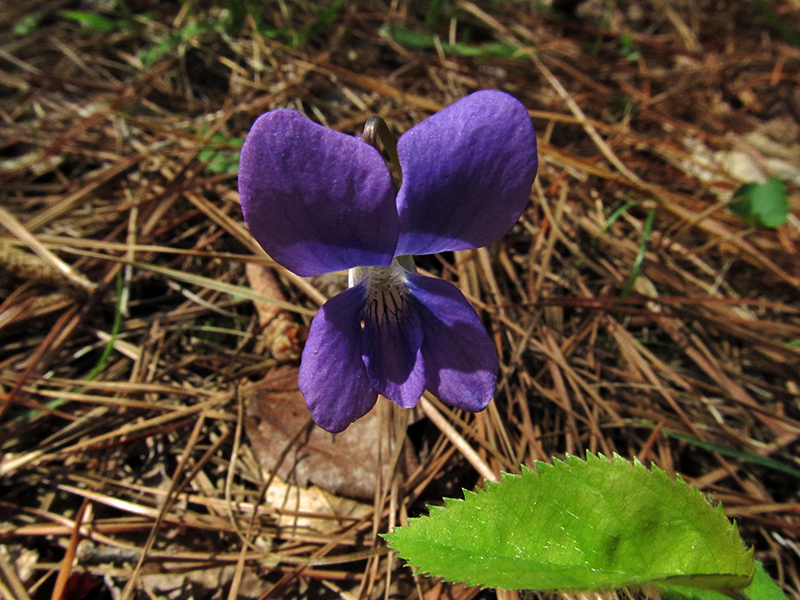 Common blue violet