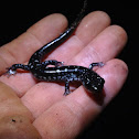 Fourche mountain salamander!