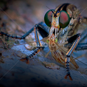 Predator by A Friyana Wiradikarta - Animals Insects & Spiders