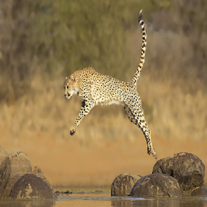 Cheetah Wallpapers.apk 1.1