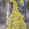 common orange lichen, yellow scale, maritime sunburst lichen or shore lichen