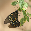 Pipevine Swallowtails