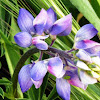 Broad Leaf Purple Lupine
