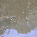 Yellow-bellied Slider