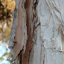 Paper bark tree