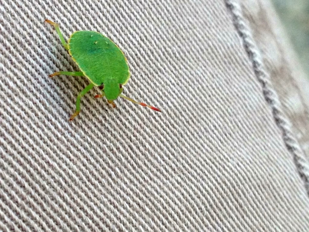 Green Shield Bug nymph