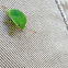 Green Shield Bug nymph