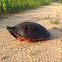 red belly turtle