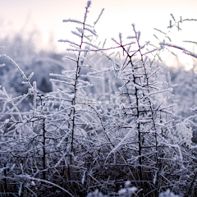 Frozen bushes by Serghei Savin - Nature Up Close Trees & Bushes