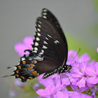 Spicebush Swallowtail