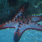 Chocolate chip starfish / sea star