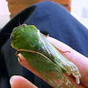 green grocer cicada