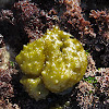Puff-Ball Algae